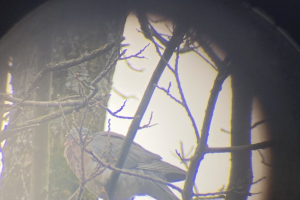 Projet socio-artistique 2024: Cohabiter avec les oiseaux