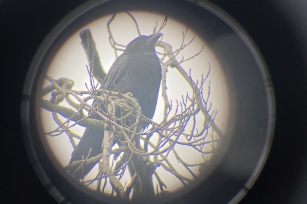 Projet socio-artistique 2024: Cohabiter avec les oiseaux